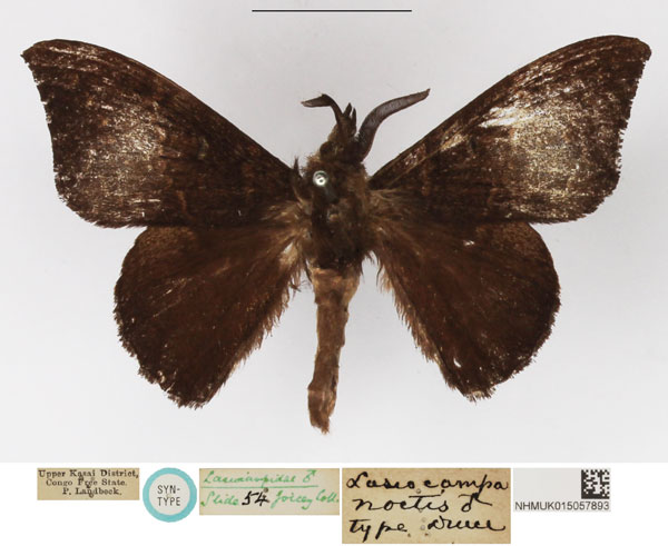 /filer/webapps/moths/media/images/N/noctis_Lasiocampa_HT_NHMUK.jpg