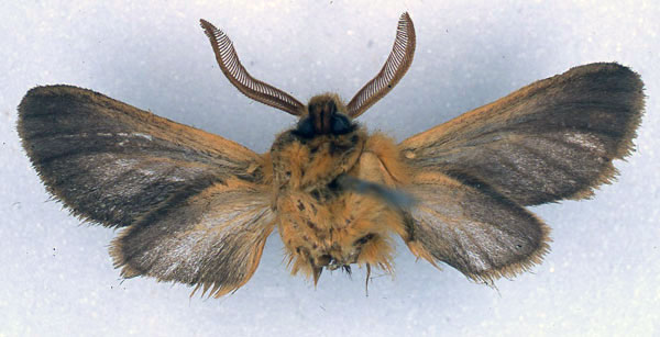 /filer/webapps/moths/media/images/N/noctis_Metarctia_HT_BMNH_02.jpg