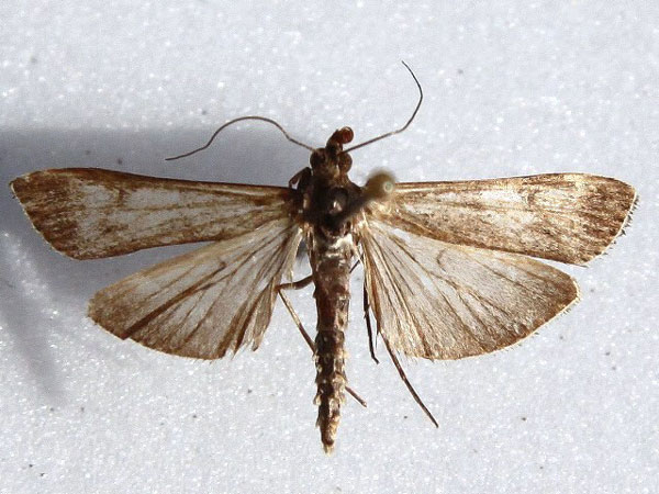 /filer/webapps/moths/media/images/N/noctuella_Nomophila_A_Goff.jpg