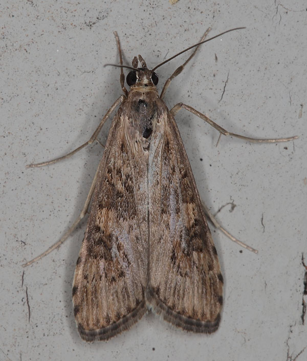 /filer/webapps/moths/media/images/N/noctuella_Nomophila_A_Heynsa.jpg