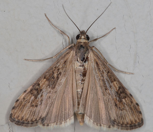 /filer/webapps/moths/media/images/N/noctuella_Nomophila_A_Heynsb.jpg