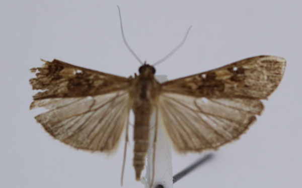 /filer/webapps/moths/media/images/N/noctuella_Nomophila_A_JMonks_01.jpg