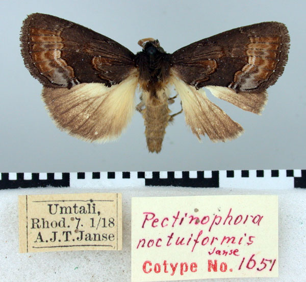 /filer/webapps/moths/media/images/N/noctuiformis_Pectinophora_PT_TMSA.jpg