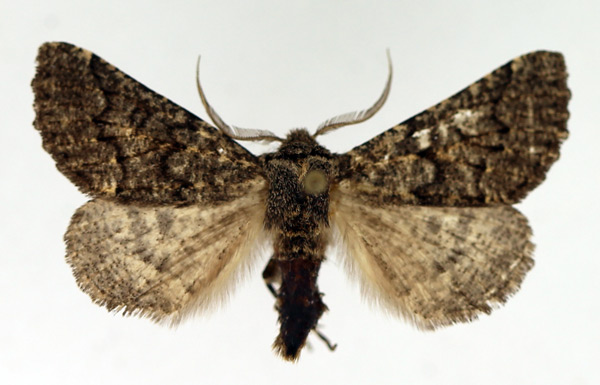 /filer/webapps/moths/media/images/N/noctuodes_Aethiopodes_AM_TMSA_01.jpg