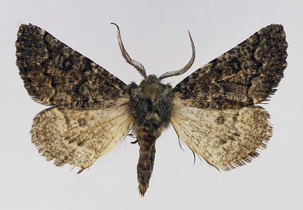 /filer/webapps/moths/media/images/N/noctuodes_Aethiopodes_AM_TMSA_02.jpg