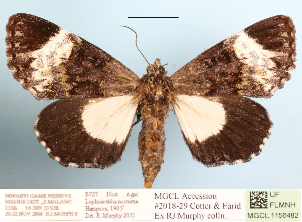 /filer/webapps/moths/media/images/N/nocturna_Lophonotidia_A_MGCLa_02.jpg