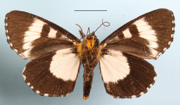 /filer/webapps/moths/media/images/N/nocturna_Lophonotidia_A_MGCLb_01.jpg