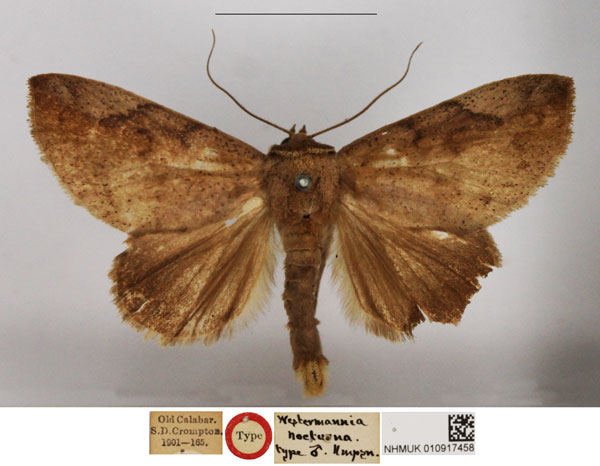 /filer/webapps/moths/media/images/N/nocturna_Westermannia_HT_NHMUK.jpg