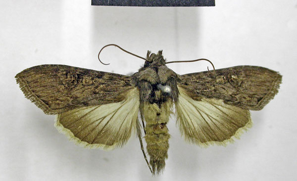 /filer/webapps/moths/media/images/N/nocturnalis_Cucullia_AM_TMSA.jpg
