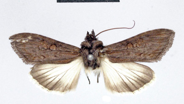 /filer/webapps/moths/media/images/N/nocturnalis_Cucullia_HT_ZMHB.jpg