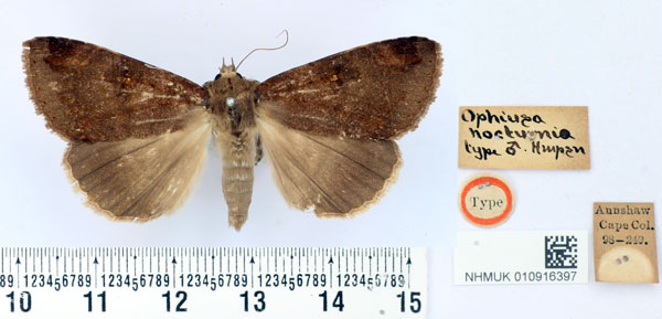 /filer/webapps/moths/media/images/N/nocturnia_Ophiusa_HT_BMNH.jpg