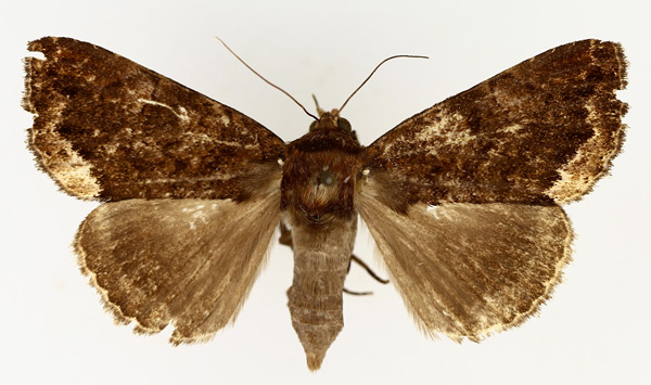 /filer/webapps/moths/media/images/N/nocturnia_Tolna_AF_TMSA_01.jpg
