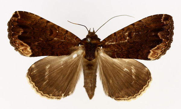 /filer/webapps/moths/media/images/N/nocturnia_Tolna_AF_TMSA_02.jpg