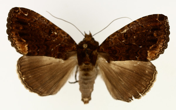 /filer/webapps/moths/media/images/N/nocturnia_Tolna_AM_TMSA_01.jpg