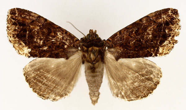 /filer/webapps/moths/media/images/N/nocturnia_Tolna_AM_TMSA_02.jpg