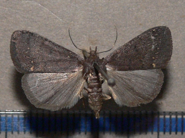/filer/webapps/moths/media/images/N/nodosalis_Nodaria_A_Goff_01.jpg