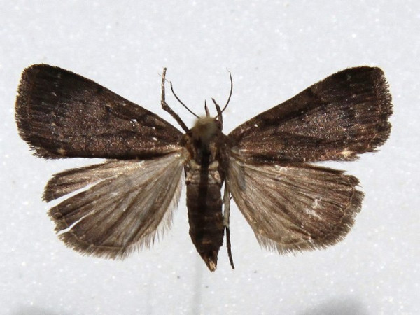 /filer/webapps/moths/media/images/N/nodosalis_Nodaria_A_Goff_03.jpg