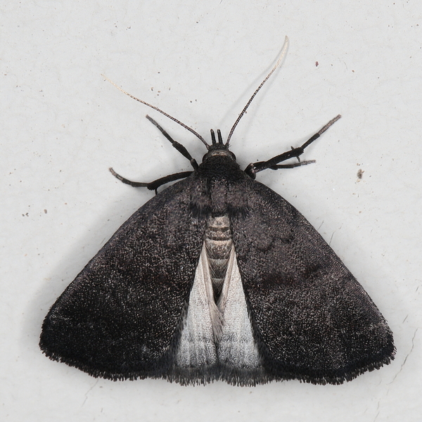 /filer/webapps/moths/media/images/N/nodosalis_Nodaria_A_Heyns_01.JPG