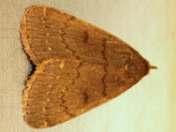 /filer/webapps/moths/media/images/N/nodosalis_Nodaria_A_Sydes.jpg