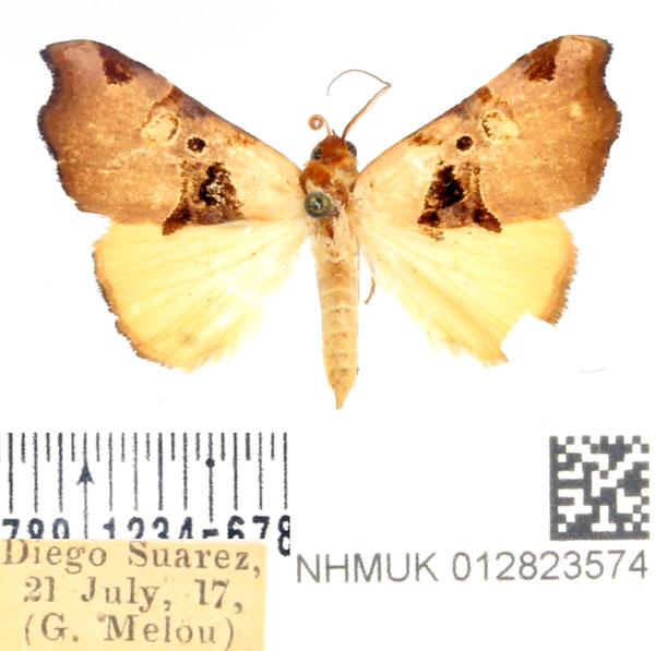 /filer/webapps/moths/media/images/N/noel_Marcipa_AF_BMNH.jpg