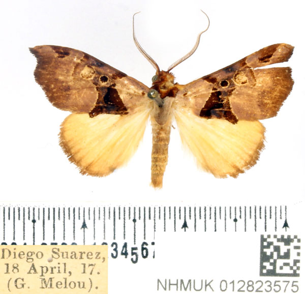 /filer/webapps/moths/media/images/N/noel_Marcipa_AM_BMNH.jpg