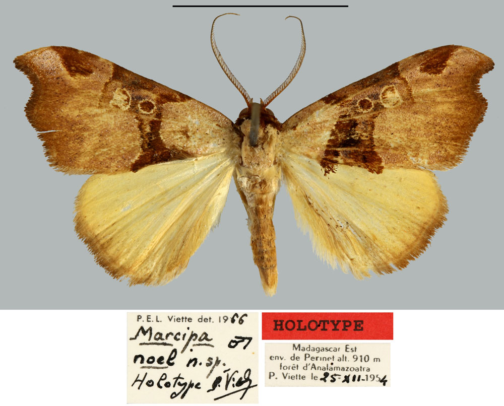 /filer/webapps/moths/media/images/N/noel_Marcipa_HT_MNHN.jpg