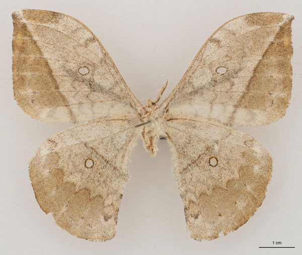 /filer/webapps/moths/media/images/N/noellae_Pselaphia_AT_RBINS_02.jpg