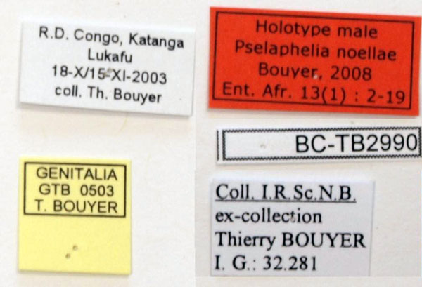 /filer/webapps/moths/media/images/N/noellae_Pselaphia_HTL_RBINS.jpg