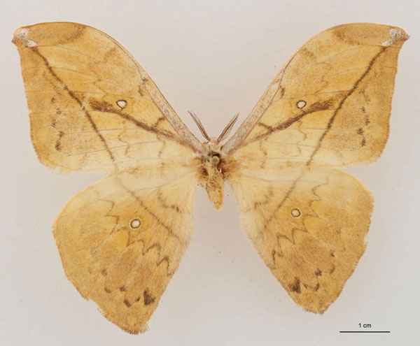 /filer/webapps/moths/media/images/N/noellae_Pselaphia_HT_RBINS_01.jpg