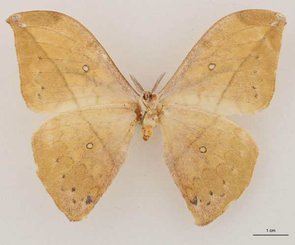 /filer/webapps/moths/media/images/N/noellae_Pselaphia_HT_RBINS_02.jpg