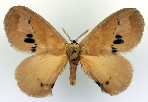 /filer/webapps/moths/media/images/N/noellae_Stenoglene_AM_Basquin.jpg