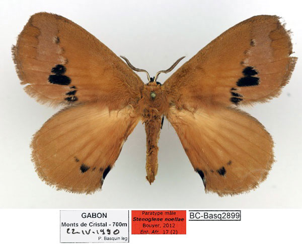 /filer/webapps/moths/media/images/N/noellae_Stenoglene_PTM_Basquin_02_7gKNqwy.jpg