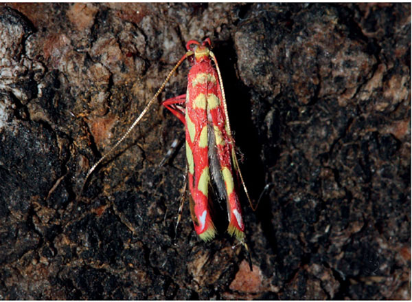 /filer/webapps/moths/media/images/N/noellineae_Macarostola_A_Triberti-et-al_2024_31.jpg