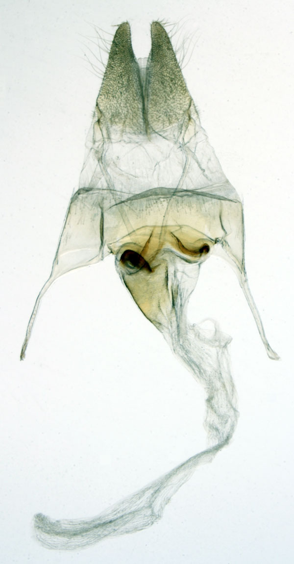 /filer/webapps/moths/media/images/N/nola_Pirateolea_GFHT_MNHN_MP6.jpg