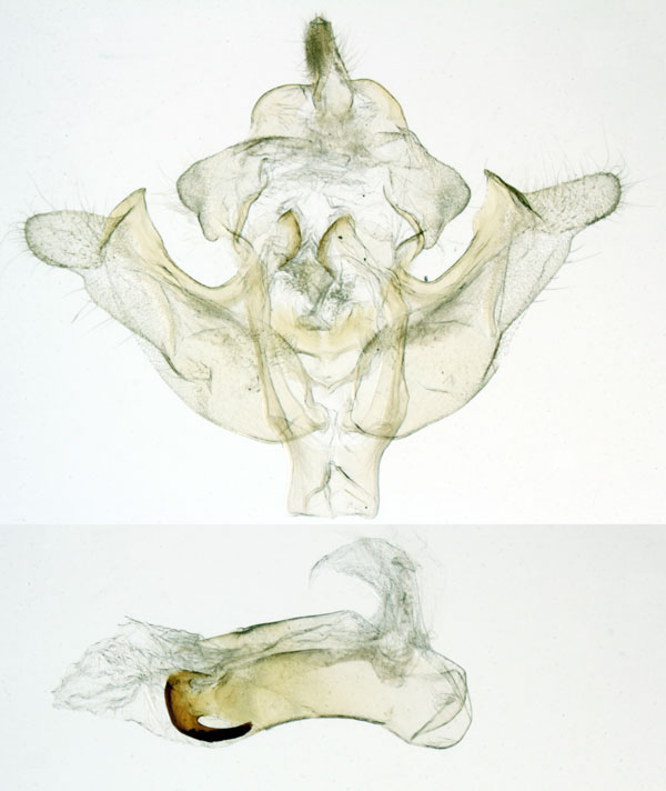 /filer/webapps/moths/media/images/N/nola_Pirateolea_GMPT_MNHN_MP8.jpg