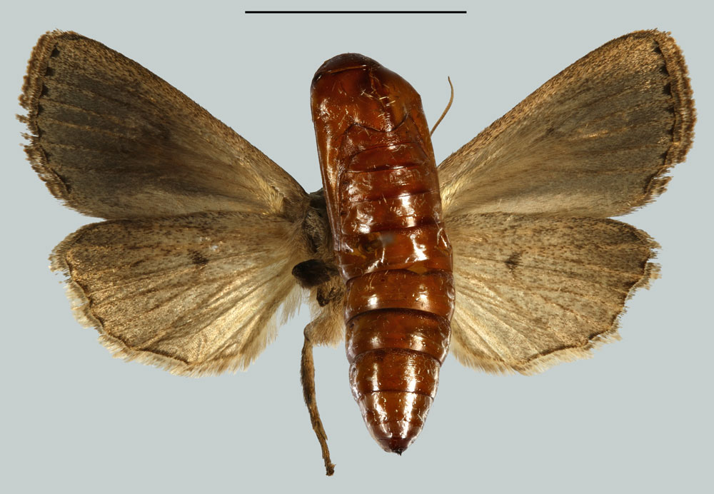 /filer/webapps/moths/media/images/N/nola_Pirateolea_HT_MNHNb.jpg