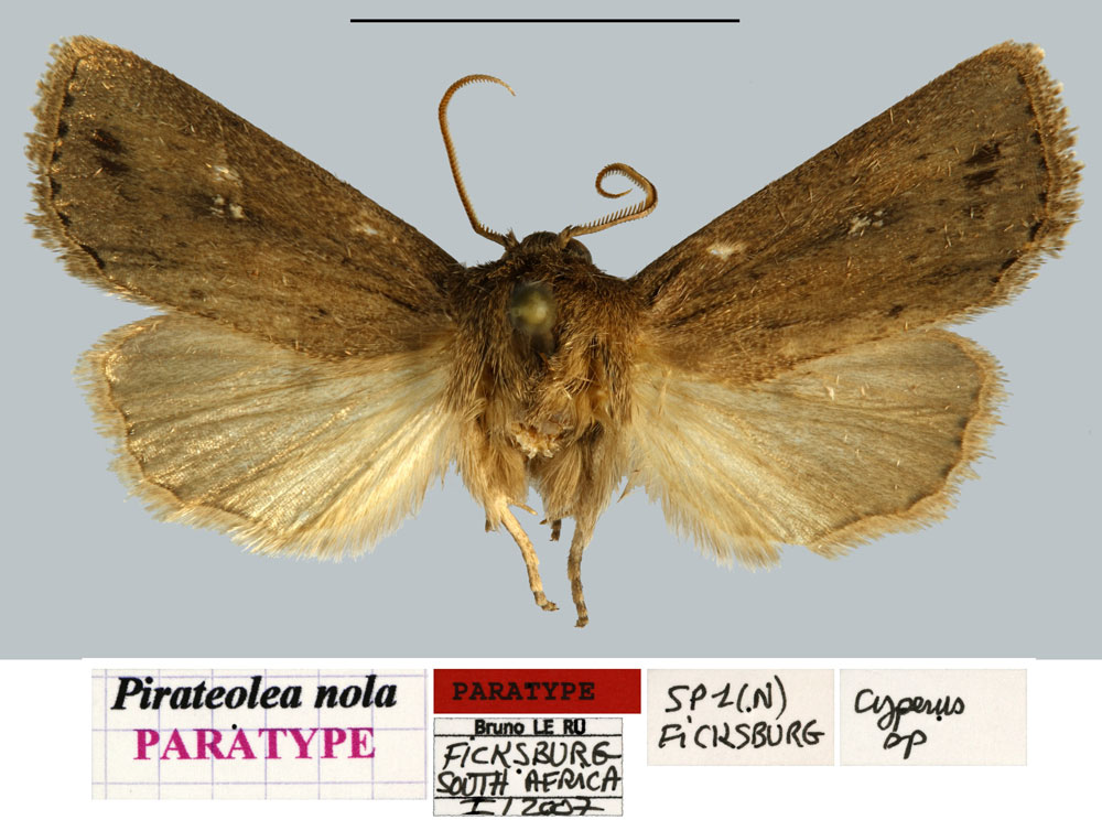 /filer/webapps/moths/media/images/N/nola_Pirateolea_PTM_MNHN.jpg