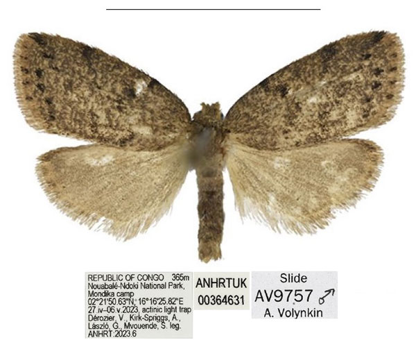 /filer/webapps/moths/media/images/N/nola_Spatulosia_HT_ANHRT.jpg