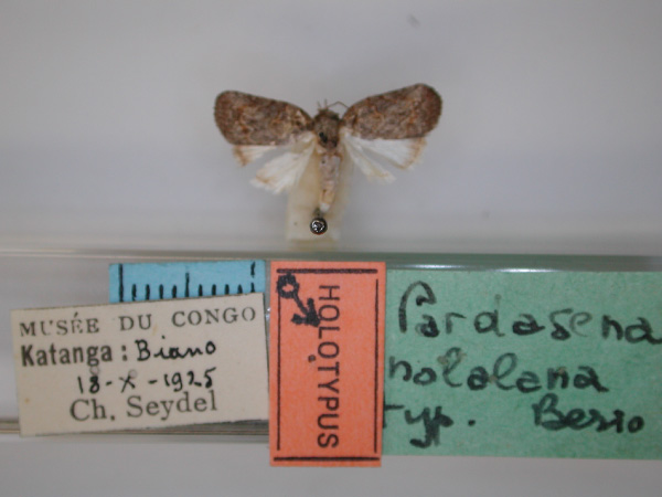 /filer/webapps/moths/media/images/N/nolalana_Pardasena_HT_RMCA_01.jpg