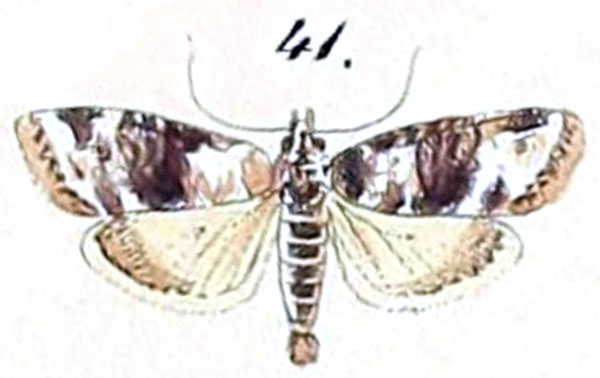 /filer/webapps/moths/media/images/N/nolalis_Scoparia_HT_Felder_1875_134-41.jpg