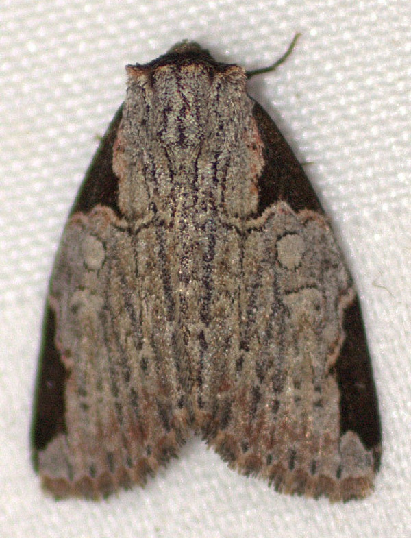 /filer/webapps/moths/media/images/N/noloides_Procrateria_A_Heyns_01.jpg