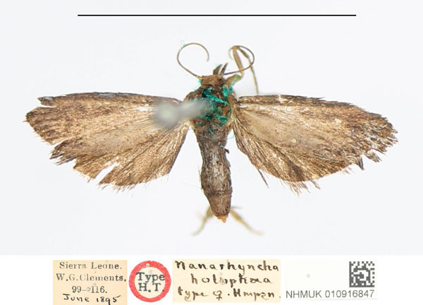 /filer/webapps/moths/media/images/N/nolophaea_Nanarhyncha_HT_NHMUK.jpg