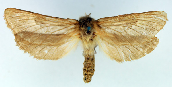 /filer/webapps/moths/media/images/N/nomaqua_Eudalaca_AF_TMSA.jpg