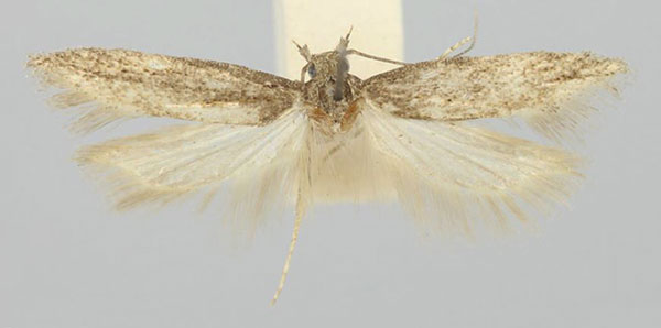 /filer/webapps/moths/media/images/N/nomias_Scrobipalpa_AM_TMSA.jpg