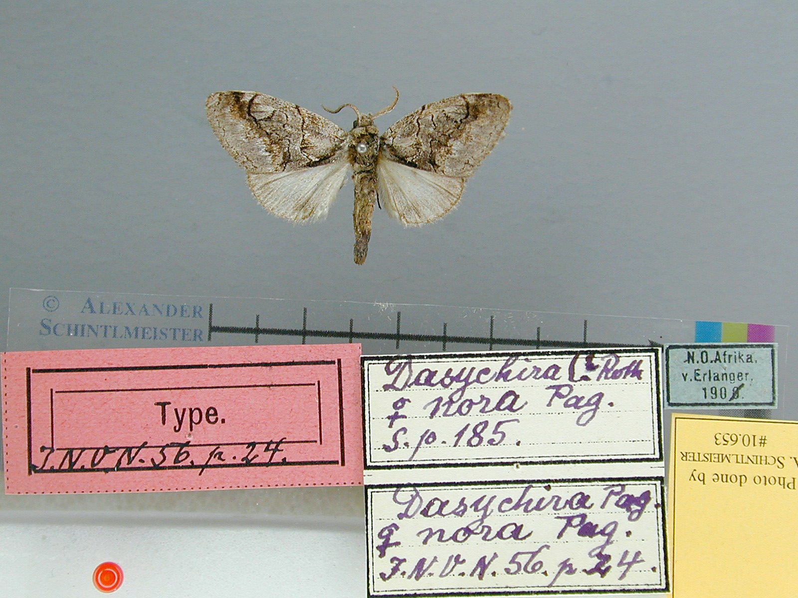 /filer/webapps/moths/media/images/N/nora-Dasychira-10653fHTN.O.Afrika_.jpg