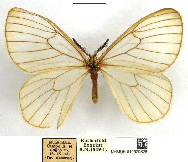 /filer/webapps/moths/media/images/N/norax_Hibrildes_AM_NHMUK.jpg