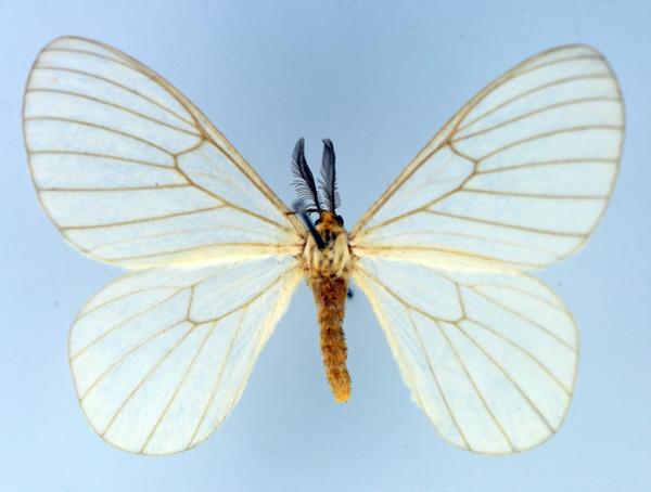 /filer/webapps/moths/media/images/N/norax_Hibrildes_AM_TMSA_02.jpg