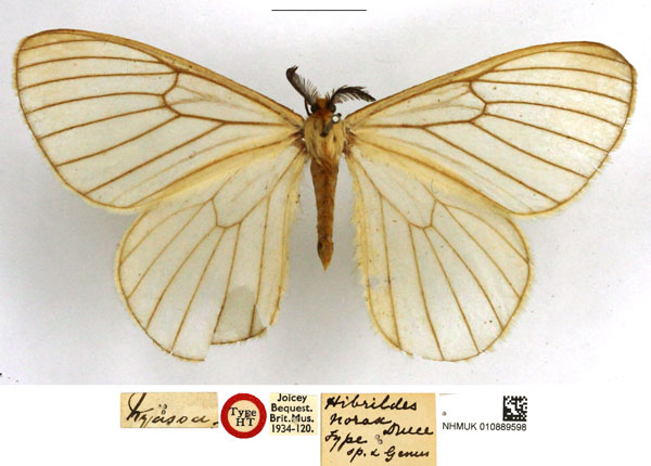 /filer/webapps/moths/media/images/N/norax_Hibrildes_STM_NHMUK_01.jpg