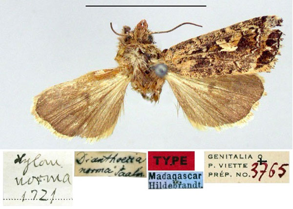 /filer/webapps/moths/media/images/N/norma_Dianthoecia_HT_ZMHB.jpg