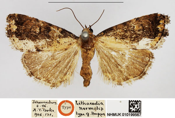 /filer/webapps/moths/media/images/N/normalis_Lithacodia_HT_NHMUK.jpg